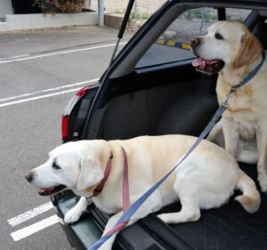 Gladesville Veterinary Hospital Pet care service in Gladesville