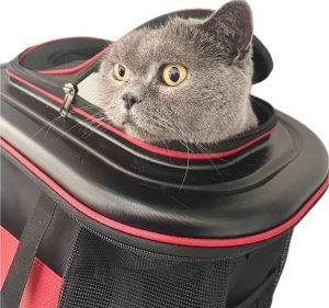 Glen Iris Veterinary Hospital and Cattery Pet care service in Malvern
