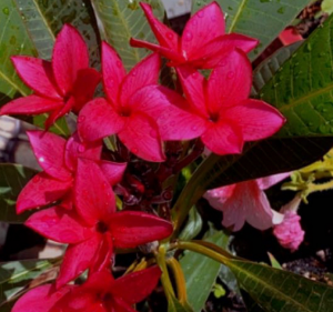  Thi Thi Beauty Salon - Nail Salon