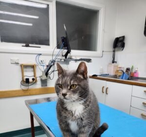 Bundoora Veterinary Clinic & Hospital Pet care service in Bundoora