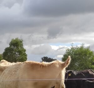 Melbourne Polytechnic Yan Yean Farm Agriculture in Yan Yean