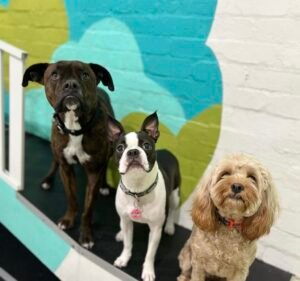 Dogs HQ Pet care service in South Melbourne