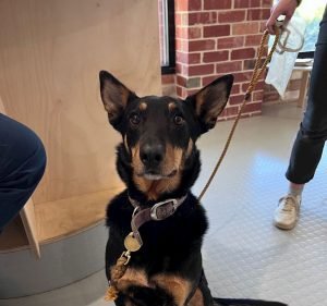 The Village Vet Pet care service in Downer