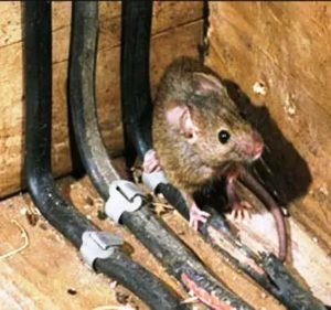 PestOff Pest Control Pest control service in Melbourne