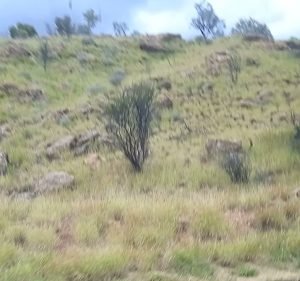 Coles Alice Springs Grocery store in Alice Springs