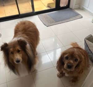 Dr Paws Altona North Veterinary Clinic Pet care service in Altona North