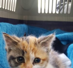 Croydon Veterinary Clinic Pet care service in Croydon