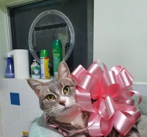 Port Adelaide Veterinary Clinic & Cattery Pet care service in Ethelton