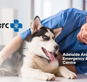Adelaide Animal Emergency & Referral Centre Pet care service in Kurralta Park