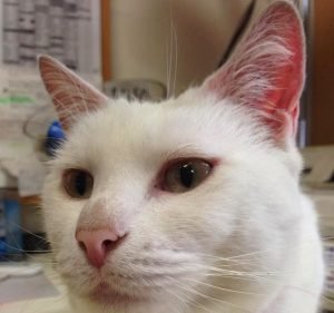Florists in Wyndham Australia All In FLowers