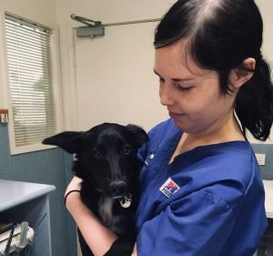 Waverley Animal Hospital Pet care service in Mount Waverley