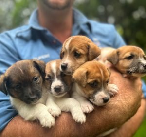 Katherine Vet Care Centre Pet care service in Katherine