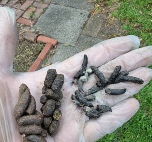 PEST DISTURBERS PTY LTD Pest control service in Melbourne