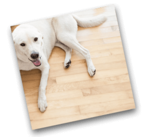 Carpet Retailers in Victoria Australia Complete Carpet Co - Bayswater