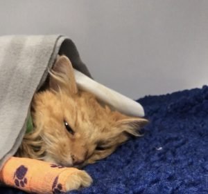 SASH - Small Animal Specialist Hospital - Adelaide Pet care service in Kent Town