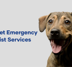 Veterinary Referral Hospital Pet care service in Dandenong