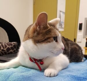 Veterinary Clinics in Melbourne Australia Frank Samways Veterinary Clinic