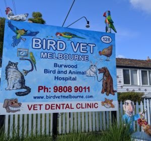 Veterinary Clinics in Melbourne Australia Bird Vet Melbourne