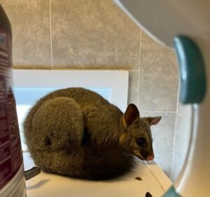 1800POSSUMS - Possum Removal