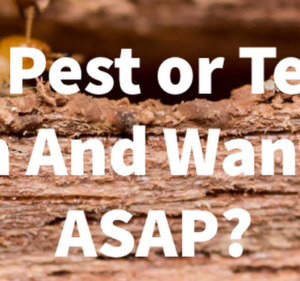 Pest Control Services in Melbourne Australia Neighbourhood Pest Control