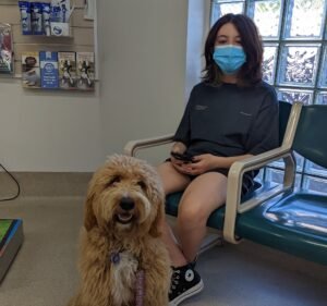 The Broadmeadows Vet Pet care service in Broadmeadows