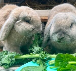 Veterinary Clinics in Melbourne Australia Keilor Veterinary Clinic