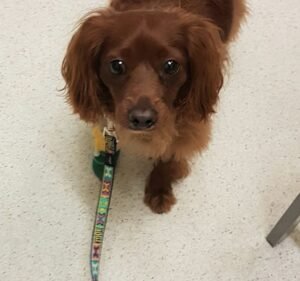 Our Vet Maribyrnong Pet care service in Maribyrnong