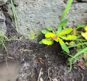 Home Leak Detection Plumber in Carnegie