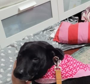 Adelaide Animal Emergency & Referral Centre Pet care service in Kurralta Park