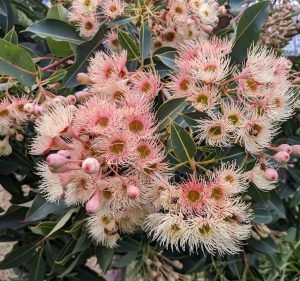 Grandiflorum Gardens Landscaping in Mount Stuart