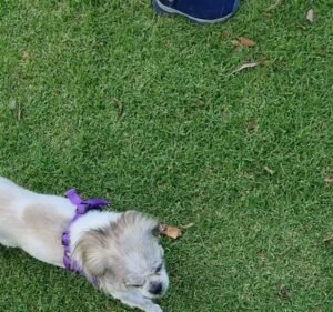 Animal Referral Hospital - Essendon Fields Pet care service in Essendon Fields
