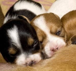  Parap Veterinary Hospital