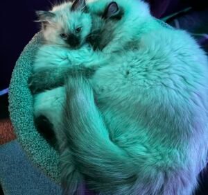 Fitzroy Vet Hospital Pet care service in Fitzroy North