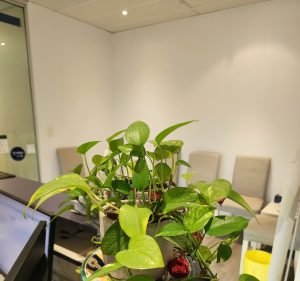 City Dental Dentist in Sydney