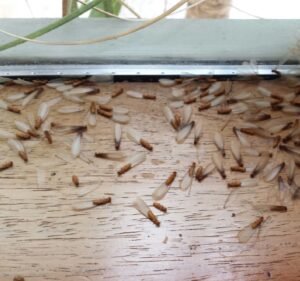 Noah's Ark Pest Control - Termite Treatment and Inspection Services - Melbourne Pest control service in Kensington