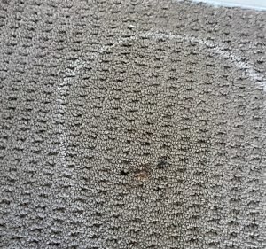Carpet Cleaning Services in Victoria Australia Wow Clean Co trading as Wow Clean Carpets