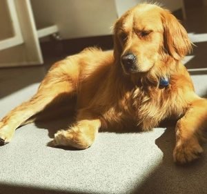Toorak Rd Veterinary Clinic Pet care service in Camberwell