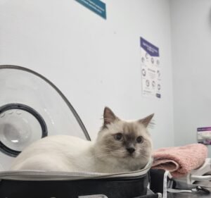 Gladesville Veterinary Hospital Pet care service in Gladesville