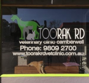 Toorak Rd Veterinary Clinic Pet care service in Camberwell
