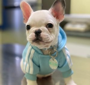 Veterinary Clinics in Melbourne Australia West Footscray Veterinary Clinic