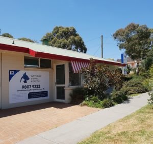 Veterinary Clinics in Victoria Australia Waverley Animal Hospital