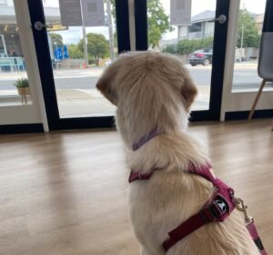 Veterinary Clinics in Melbourne Australia Vets on Koornang