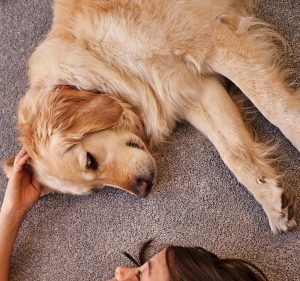  Choices Flooring Warwick