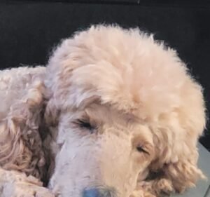 Craigieburn Animal Hospital Pet care service in Craigieburn