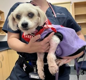  Adelaide Veterinary Specialist & Referral Centre