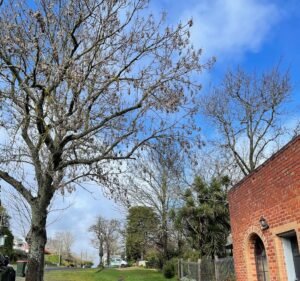 Hotels and Accommodations in Victoria Australia Albert Hotel Daylesford