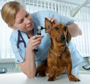  Girraween Veterinary Hospital