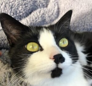 Vets on Koornang Pet care service in Carnegie
