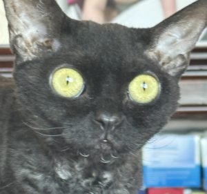 Manuka Veterinary Hospital Pet care service in Griffith