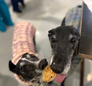 The Village Vet Pet care service in Downer